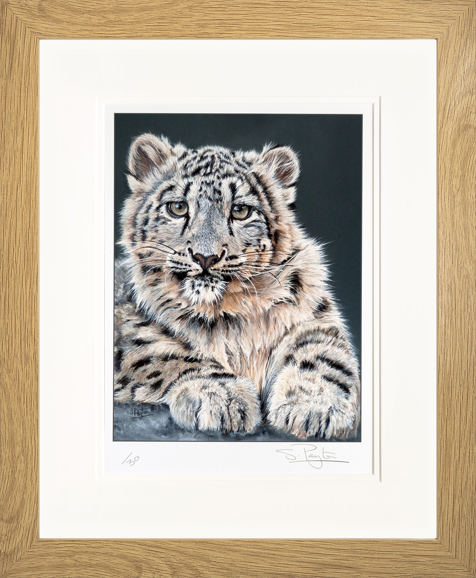 Snow Leopard Cub limited edition print by Sue Payton – Artworx Gallery